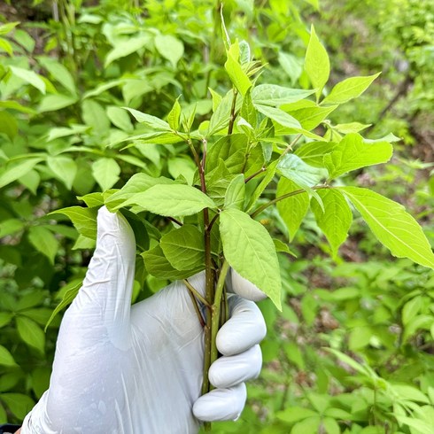 강원도 평창 오가피순 야생 무농약 친환경 제철 오가피 가시오가피 오갈피순 1kg 2kg 4kg, 1개