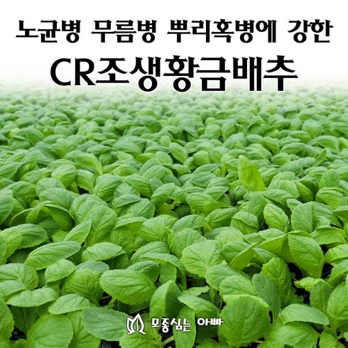 황금배추모종 - [모종심는아빠] 노균병 무름병 뿌리혹병에 강한 CR조생황금배추, 모종105개(트레이한판), 1개