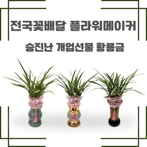 동양란고급화분 - 승진선물 개업선물 이전선물 동양란 고급무늬종 동양란선물 전국배송, 황금투각분, 1개