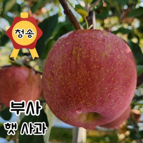 [산지직송] 청송 꿀 사과 2kg 3kg 5kg 10kg [선물용 가정용], 03. 가정용 5kg