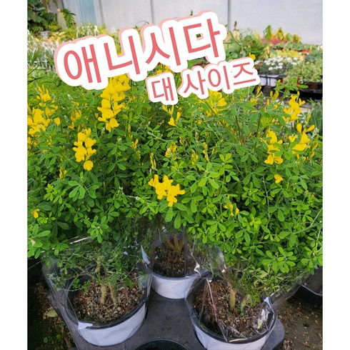 애니시다-대/노랑노랑한 꽃에서는 은은한 레몬향까지, 1개