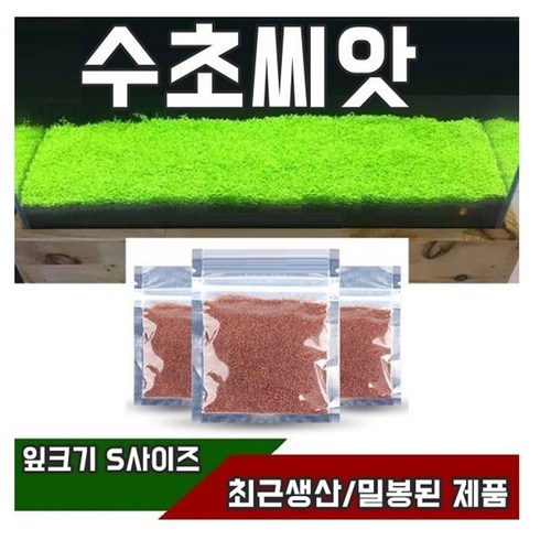 수초 수초씨앗 씨앗수초 수초씨 전경, 1번