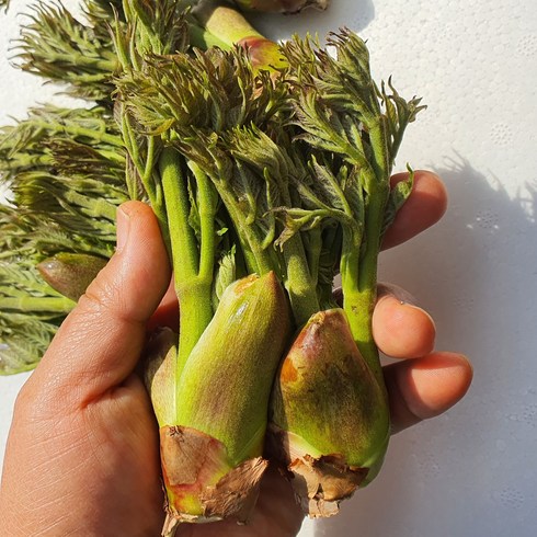 [부자밥상] 참두릅 1kg 국내산 두릅 농장직송, 참두릅 1kg - 두벌순