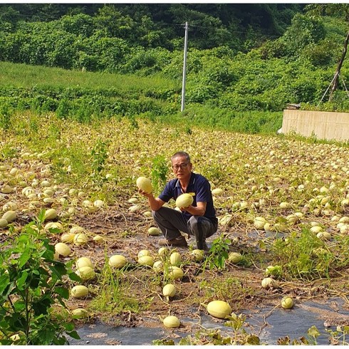 전남 무안군 냉동 국수호박, 5개, 2kg