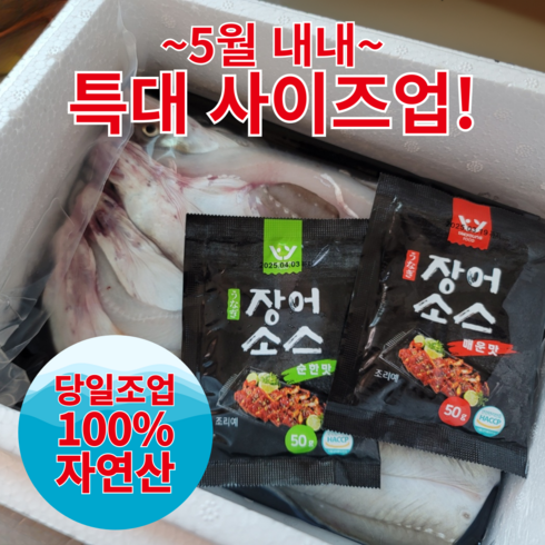 [당일 조업] 통영 자연산 바다 장어 붕장어 아나고 대 1kg (4~6미) 소스 2종 증정 (손질 후 750g내외), 1개