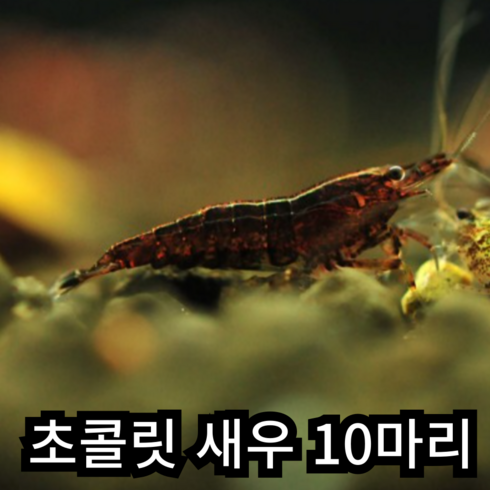 관상새우 - [안전 배송] 초콜릿새우 관상용 애완 새우, 1개, 1개