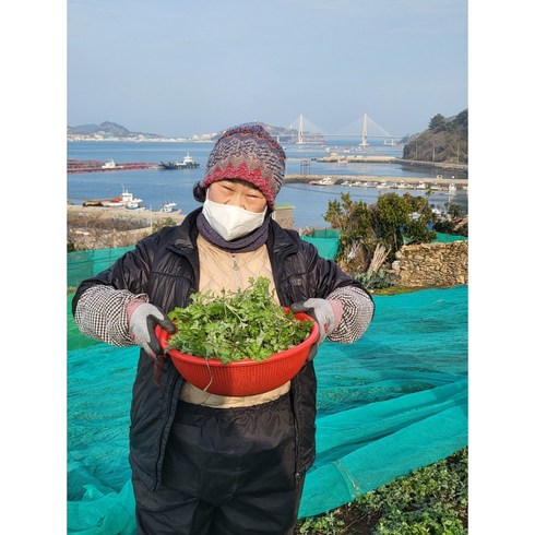 국내산 친환경 무농약 거문도 해풍쑥 생쑥 노지 당일채취 나물 봄 쑥, 거문도 해풍쑥 4kg, 1개