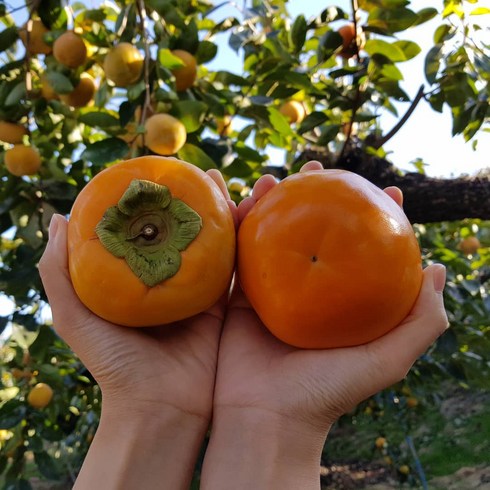 2023년 가성비 최고 태추단감 - 단감 부유단감 태추단감 감 차량 진영, 1개, 5kg (30과수내외)