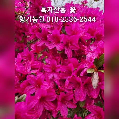 철쭉 묘목(영산홍 자산홍 백철) 30~40cm가량판매, 20주, 흑자산홍