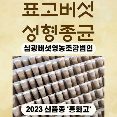 2023년 신품종 '흥화고' 표고성형종균 흥화고 표고종균 백화고버섯 1판 607구, 1개