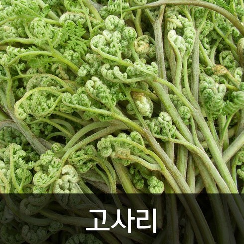 약수농장 생고사리 4kg, 1박스