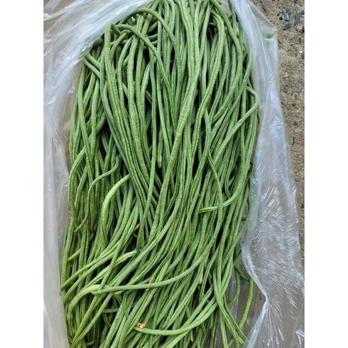 (차씨네숍)줄콩 동남아시아채소 생줄콩 롱빈 껍질콩 초록줄콩, 1개