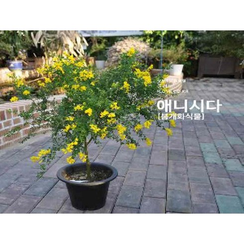 애니시다(큰화분), 1개