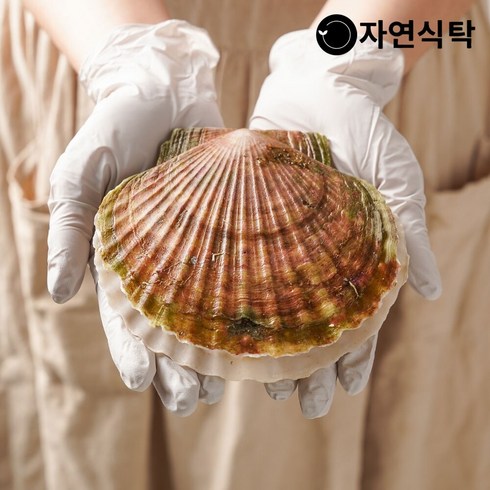 신선한 대왕가리비 참가리비 2kg(18-20미)