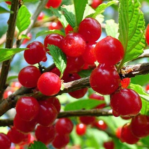 앵두 - 목하원예조경 왕앵두나무(R3전후) 결실주 분, 왕앵두결실주, 왕앵두결실주