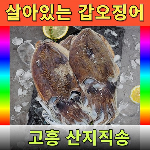 갑오징어 - 살아있는 횟감가능한 국내산 갑오징어 생물, 1개, 2kg