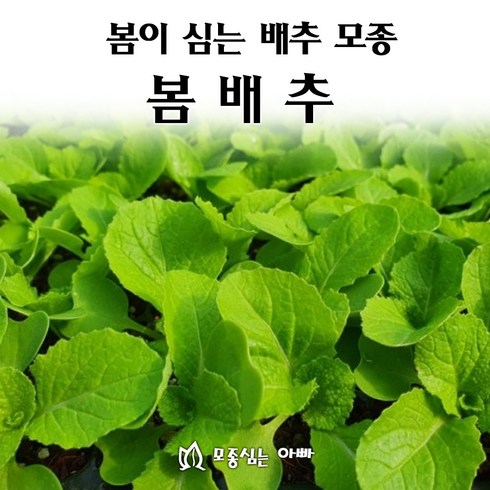 [모종심는아빠] 봄에 심는 배추 모종 봄배추, 모종105주(트레이한판), 1개