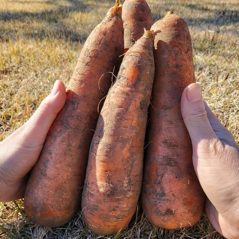 [우연팜] 맛있는 제주 구좌당근 국내산 흙 당근, 구좌당근 중 5kg, 1개