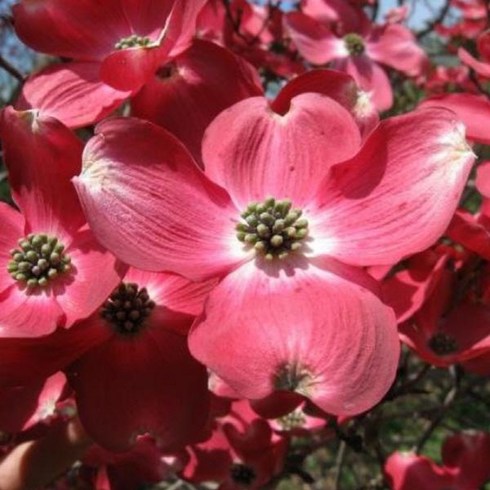 묘목/미산딸나무 미꽃산딸 (레드뷰티)접목 1년 - AJ388, 1개