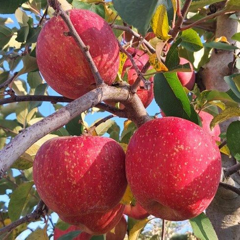 안동 청송 프리미엄 햇 사과 가성비 좋은 가정용, 1개, 9kg