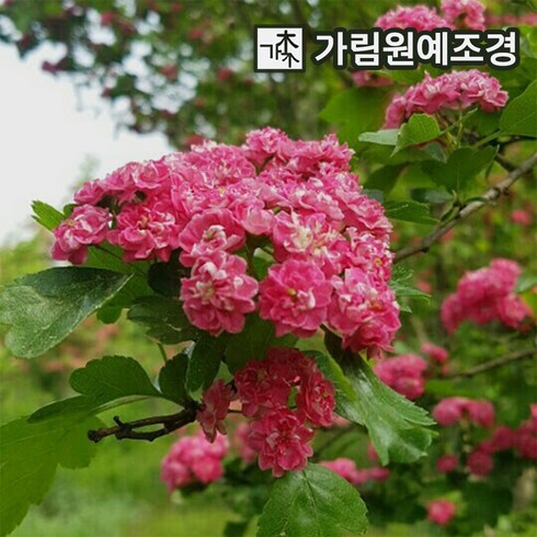 홍화산사나무 - 산사나무 홍화산사 묘목 가림원예조경, 홍화산사 접목1년특묘, 1개