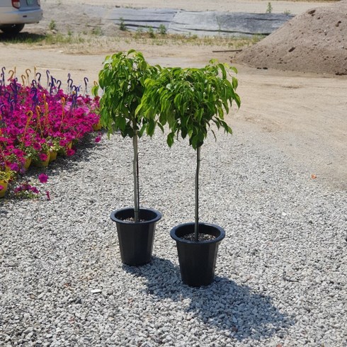 [나인에잇틴]미남형 킹벤자민 공기정화식물, 1개