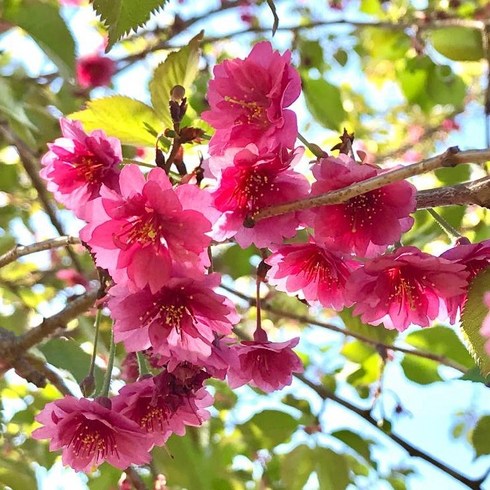 벚나무 묘목 벚꽃 신품종 화분에가능 / 엘레강스미유키 오래피는벚꽃, 1개