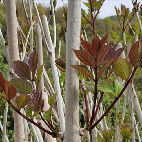 묘목/들메나무 포트묘 TM001