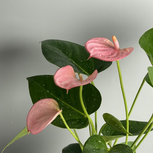 안스리움비타리폴리움 - 안스리움 바닐라 식물만 기본마사 안시리움 수경재배식물, 로얄핑크, 1개