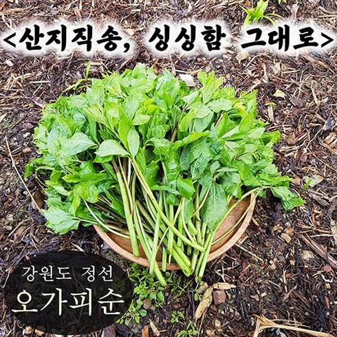 강원도 정선 오가피순나물 새순 생 앞 나물 제철 봄나물 산나물 종류 오갈피, 오가피순 1kg, 1개