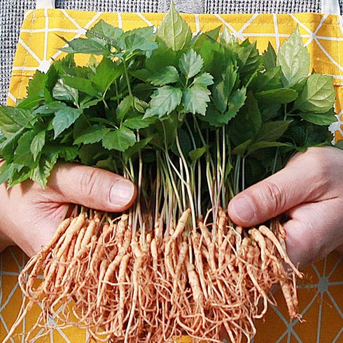장성 새싹삼 특허재배 당일수확발송, 1개, 한잎미니x110뿌리