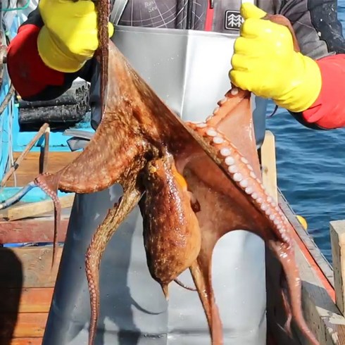 남해문어 - 당일잡은 국내산 통영 돌문어 자연산 생물 활 문어, 1kg(1-4미), 1개