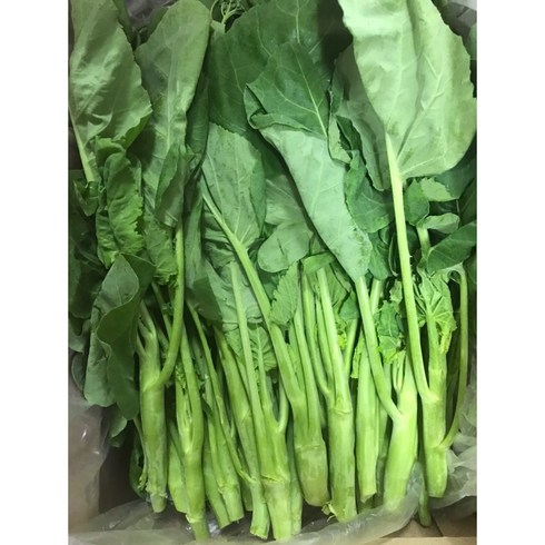 카나 동남아시아채소 국내재배 카나 500g 카나(KANA)(GAILAN)Chinese broccoli, 1개