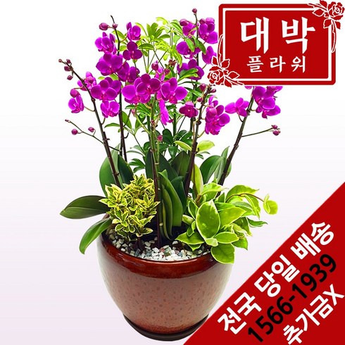 2023년 가성비 최고 취임선물 - 대박플라워 만천홍 서양란 승진선물 취임 영전 이전 개업선물 부모님선물 꽃배달