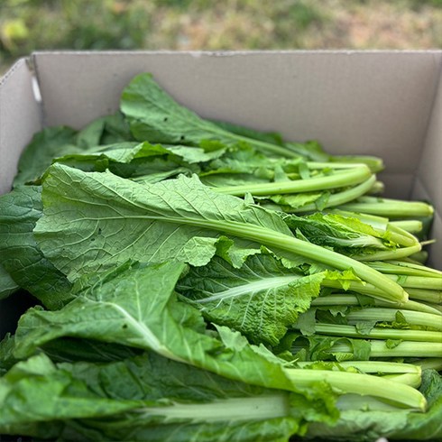 자연맛남 여수 산지직송 돌산갓 생갓 3kg 5kg 10kg, 1개, 01. 돌산 생갓 3kg