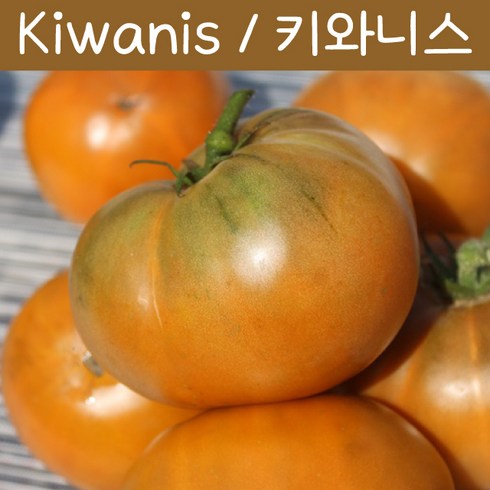 토마토렌트카 - Kiwanis 키와니스 달콤한 Heirloom 희귀토마토 가보 토마토 교육용 체험용세트, 1개