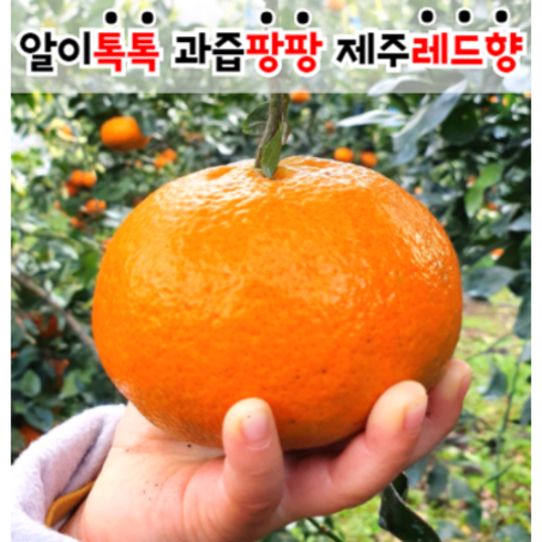 식이농원 제주레드향 5kg 10kg, 1box, 레드향10kg 노지(실속형)