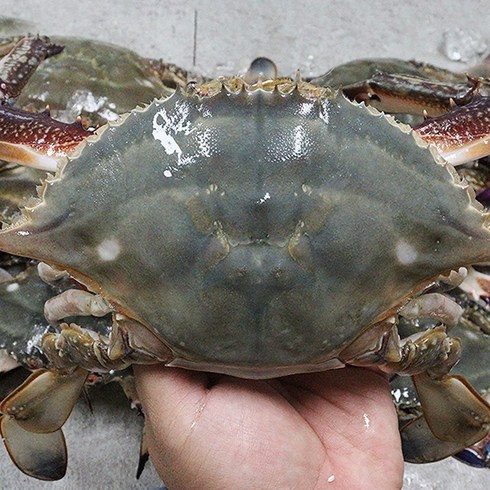 꽃게철 서해꽃게 서산꽃게 서천꽃게 꽃게제철 1kg, 꽃게 1kg, 꽃게 1kg