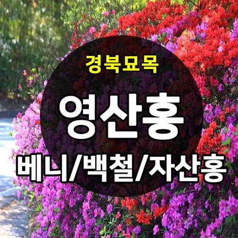 [경북농원] 철쭉 영산홍 연산홍 조경수 (베니/백철/자산홍) 석암철쭉 5주묶음 판매중, 영산홍_자산홍 5주묶음, 1개