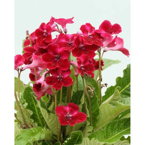 스트렙토카르푸스 루비나, 1개