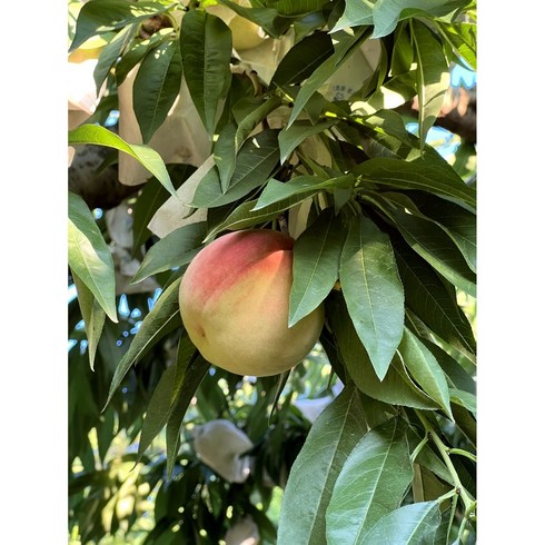 딱딱한복숭아 - 복숭아아셀농장 / 옥천 복숭아 백도 딱딱한 천하제일도 / 4kg / 추석선물 추석과일, 1박스, 14~15과