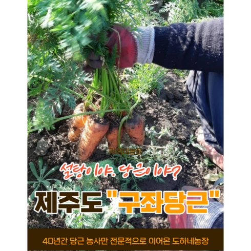 (도하네농장)국산 제주 구좌 당근 햇 흙 5kg 10kg 20kg 산지직송, (특) 요리용 (추천) 10kg, 1개
