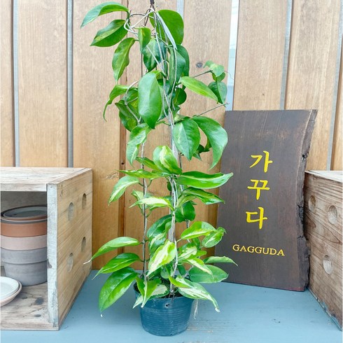 가꾸다 호야 케네지아나 바리에가타 kenejiana variegated, 1개