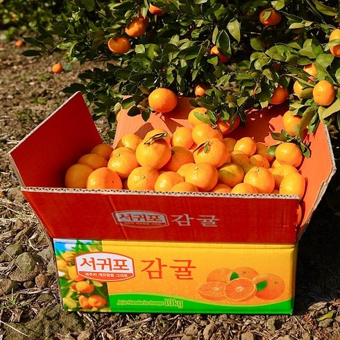 [당일발송]고당도 제주서귀포 타이백 조생감귤 밀감, 감귤 10KG 로얄과(S/M) 1box