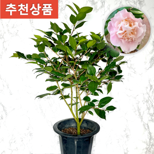 동백나무 - 나만의화원 서향동백 A급 대품 동백나무 동백꽃, 1개
