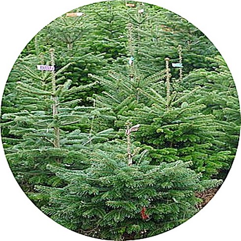 구상나무 묘목 성목 1m1.5m 조경수 정원수 크리스마스트리목 특수목 토종수목, 1개, 1.5m