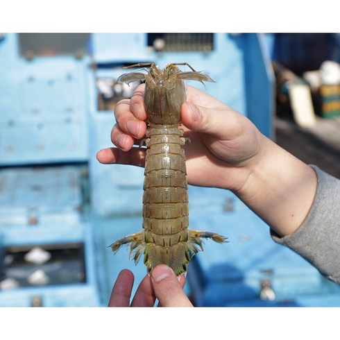 가재 - 넉넉수산 국내산 자연산 급냉 갯가재 1kg 쏙 털치, 1kg (15~25미), 1개