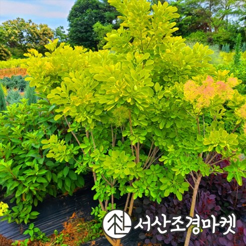 안개나무 골드스피릿 키150cm전후 개화주 나무 서산조경마켓, 10개