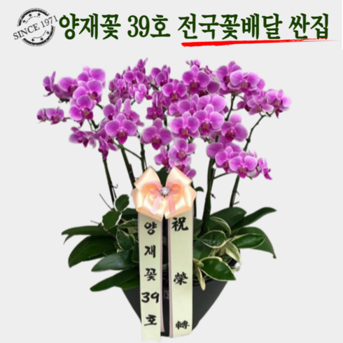 양재꽃39호 만천홍 서양란 승진난 취임 영전 이전 개업선물 부모님선물 꽃배달, 01 만천홍 테이블