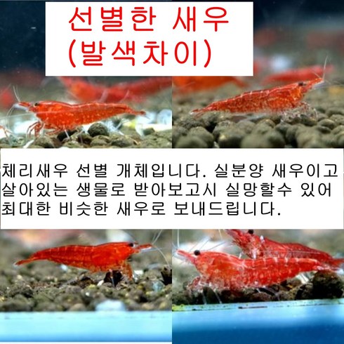 관상용 체리새우(선별) 10마리, 1kg